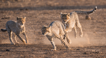 Mashatu Game Reserve: Spiel junger Geparden