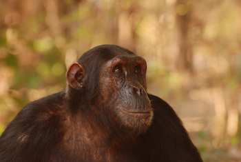 Mbali Mbali Gombe Lodge: Schimpansegesicht