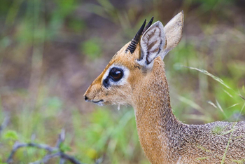 Mushara Game Drive: Große Augen eines Dik Dik