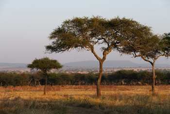 Naona Moru Camp: Savanne