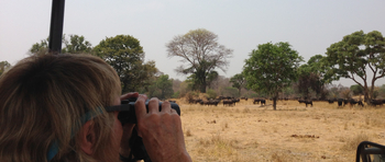 Ntemwa Busanga Bushcamp Ntemwa Busanga Bushcamp: Büffel