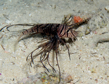 Nuarro Lodge: Lion Fish