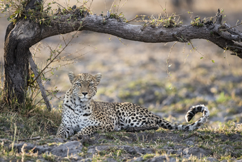 Qorokwe Camp: Leopard