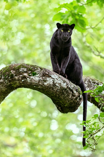 Red Earth Kabini: Schwarzer Panther