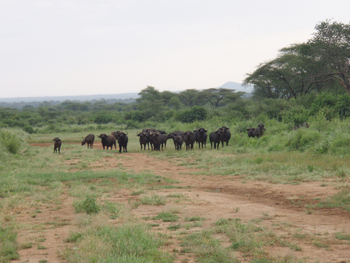 Sarara Camp: Büffelherde