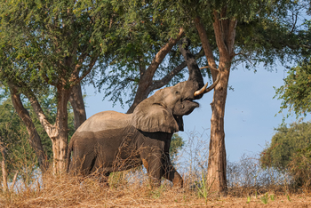 Sausage Tree Camp: Elefant auf Nahrungssuche
