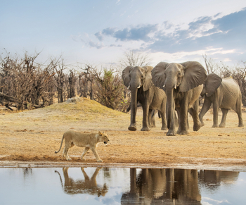 Savute Safari Lodge: Drohende Elefanten