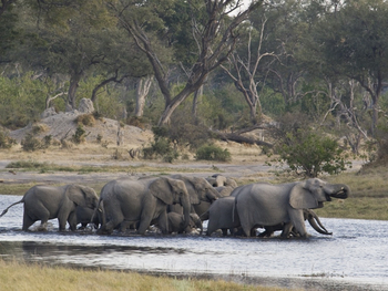 Savuti Kanal Savuti Kanal: Trinkende Elefanten