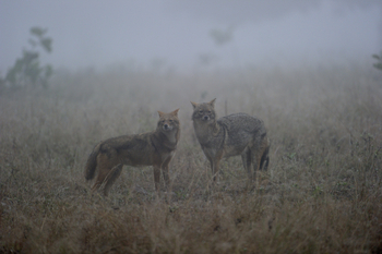 Shergarh Tented Camp: Schakale im Nebel