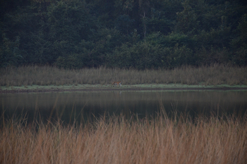 Tathastu Resort Tadoba: Tiger am Ufer