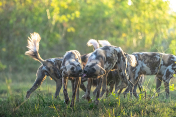 Time + Tide South Luangwa: Wildhundrudel