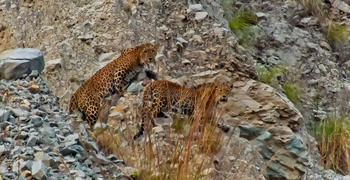 Vanghat: Leopardenpaar