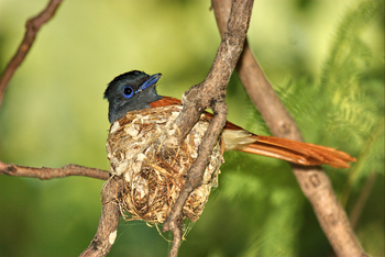 Waterberg Plateau Lodge Waterberg Plateau Lodge: Paradise Flycatcher