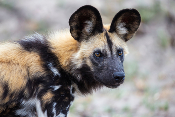 andBeyond Ngala Tented Camp: Wildhund