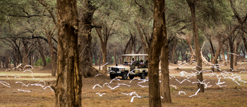 Amanzi Camp: Kuhreiher