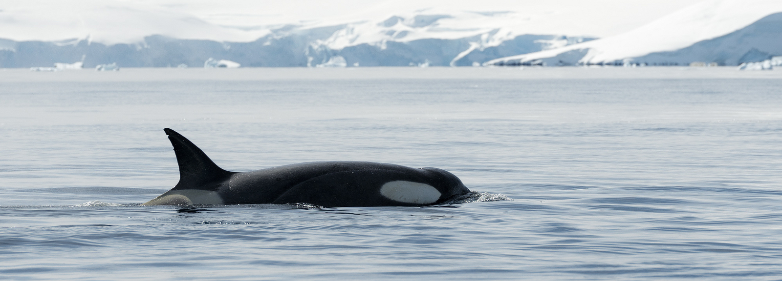 Antarctica21 Tiere Antarctica21 Tiere