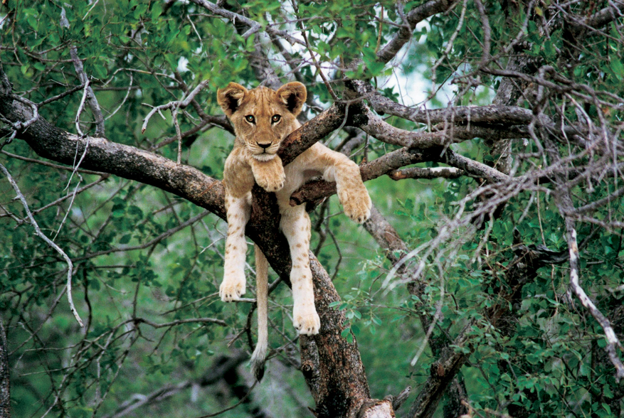 Bushcamp Company