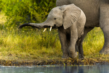 Camp Khwai: Babyelefant