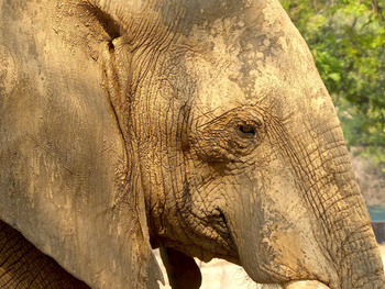 Camp Mana: Elefantenkopf