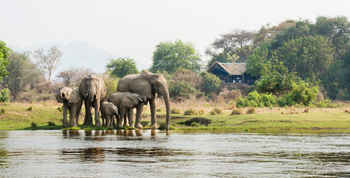 Chiawa Camp: Safari Suite - Elefanten vor der Suite