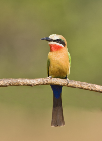 Chilo Ivory Trail Adventure: White-Fronted Bee-Eater