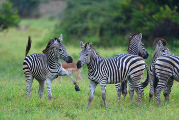 Chilo Ivory Trail Adventure: Zebras