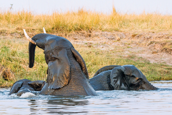 Chobe Game Lodge: Gerangel im Wasser