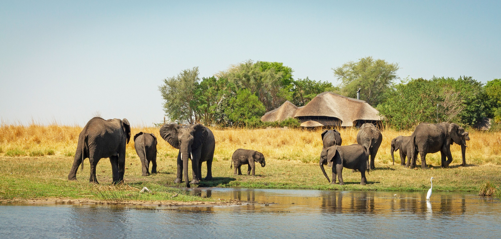 Chobe Savanna Lodge Chobe Savanna Lodge: Elefanten vor der Lodge