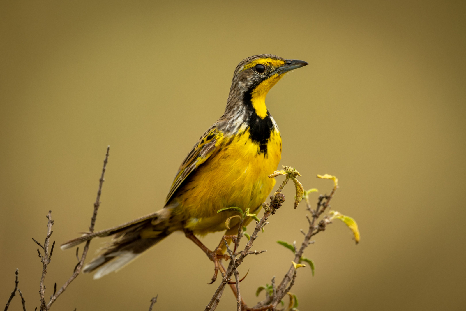 Cottar's 1920s Safari Camp Cottar's 1920s Safari Camp: Yellow-throated Longclaw