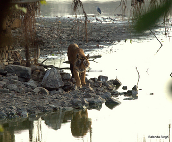 Dev Vilas: Am Seeufer