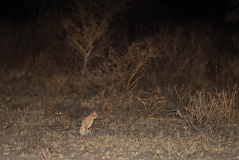 Dinaka Lodge: African Wildcat