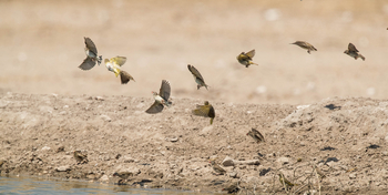 Dinaka Lodge: Queleas