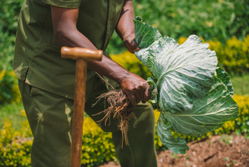 Elewana The Manor at Ngorongoro: Biogemüse