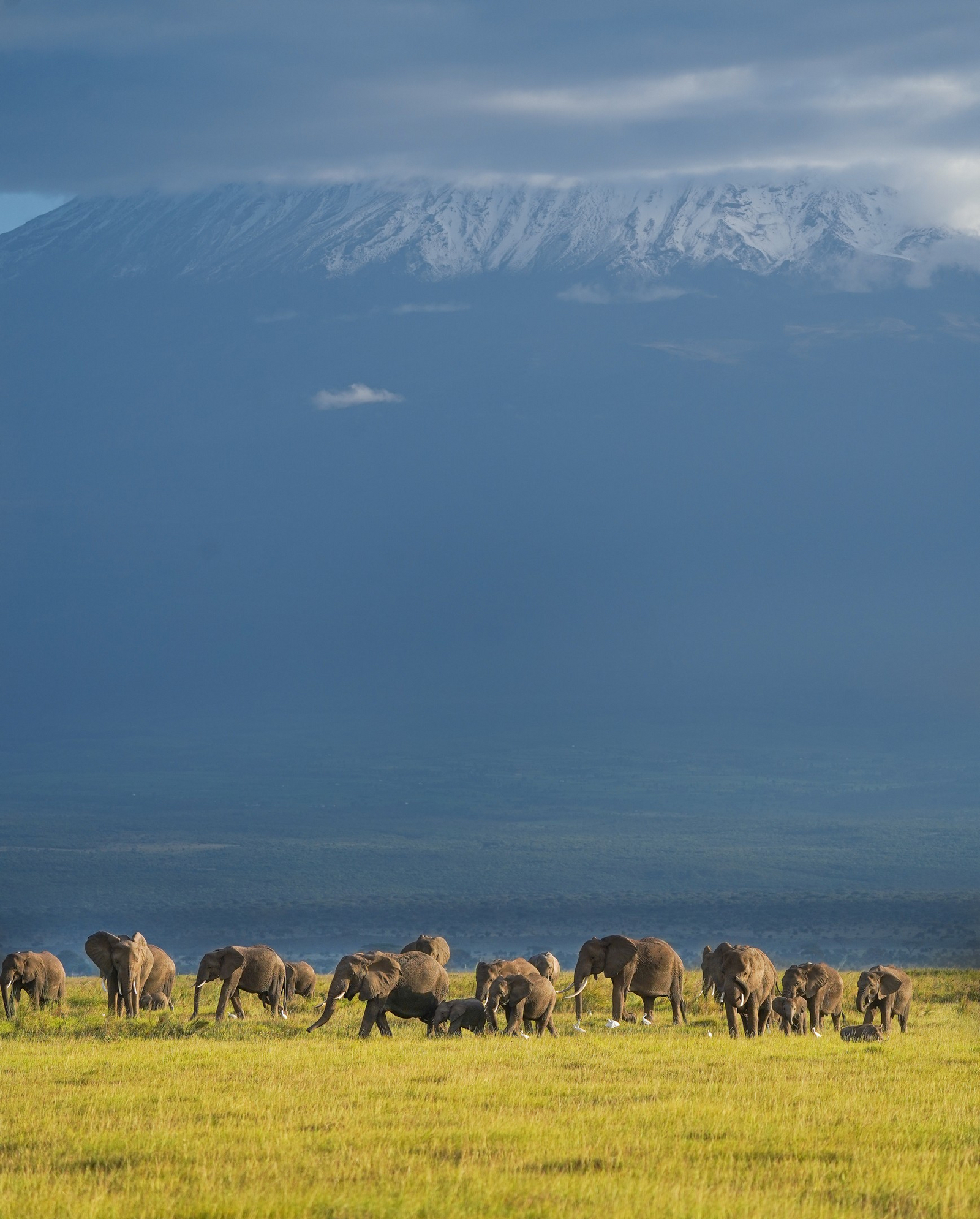 Elewana Tortilis Camp Elewana Tortilis Camp: Elefanten