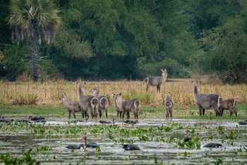 Gorongosa Safaris: Chicari's Pan und Wasserböcke