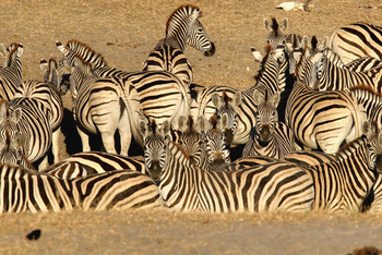 Island Safari Lodge: Zebras