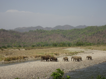 Jim's Jungle Retreat: Elefanten auf einer Schotterbank