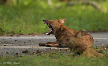 Kaav Safari Lodge: Gähnender Dhole