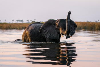 King's Pool Camp King's Pool Camp: Elefant im Linyanti