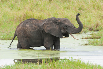 Kuro Tarangire Camp: Elefant im Sumpf