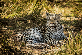 Little Machaba Camp: Müder Leopard