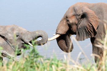 Mara River Post Mara River Post: Elefanten