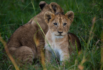 Mara Toto Tree Camp: Kleiner Löwe