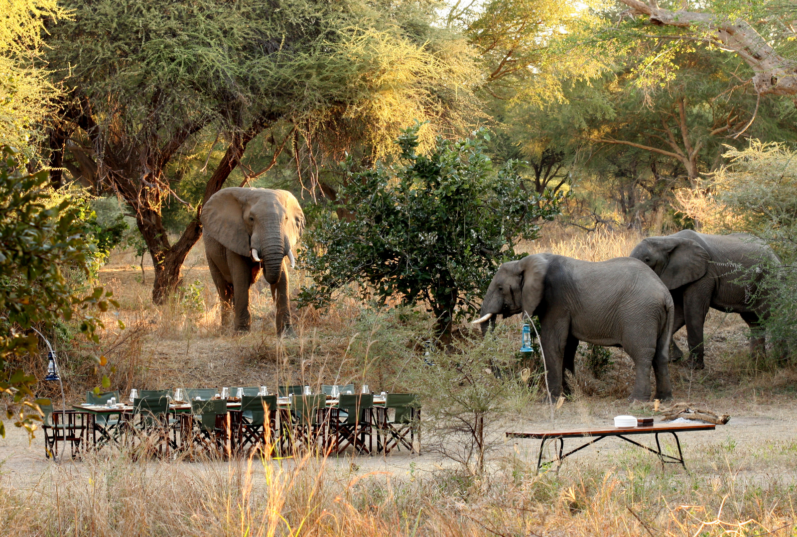 Mdonya Old River Camp Mdonya Old River Camp: Elefanten im Camp