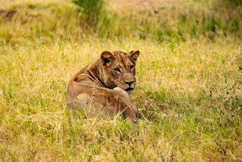 Molori Mashuma: Ruhende Löwin