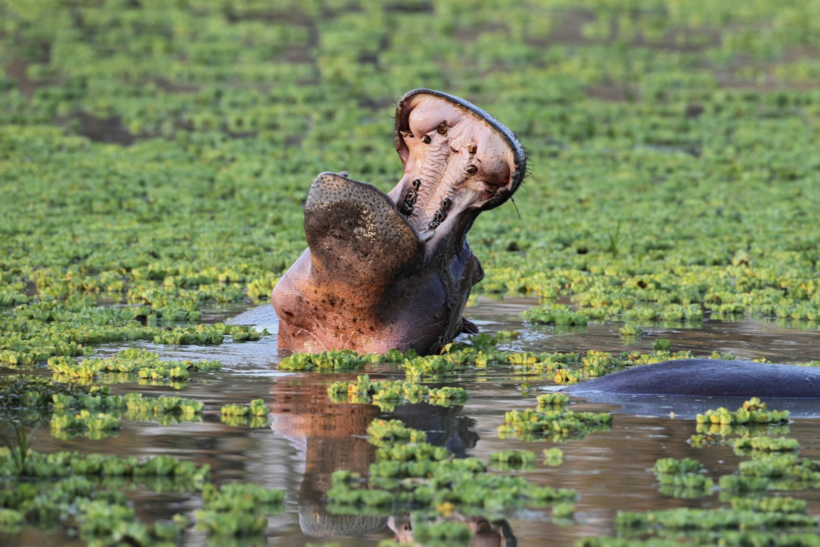 Mukambi Busanga Plains Camp Mukambi Busanga Plains Camp: Gähnendes Nilpferd