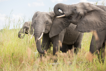 Mvuu Lodge: Elefantengruppe