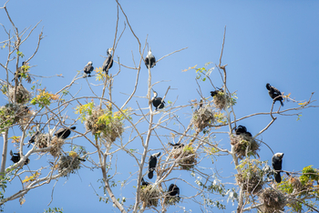 Mvuu Lodge: Kormorankolonie
