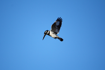 Nambwa Tented Lodge: Pied Kingfisher