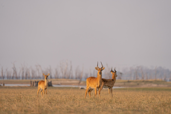 Nanzhila Lake Camp Nanzhila Lake Camp: Pukus